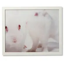 Matt Gray, White Rabbits, 2000, c-print