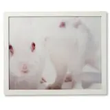Matt Gray, White Rabbits, 2000, c-print