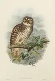John Gould, A Group of Owls, from Birds of Great Britain and Birds of New Guinea, c. 1865, A group of three lithographs with hand-coloring on wove paper