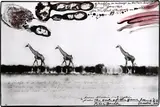 Peter Beard, giraffes in mirage on the Taru desert, Kenya, 1960, Silbergelatineabzug, 1990er Jahre
