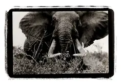 Peter Beard, Large tusker c. 150 lbs in TSAVO north nr. Block 33 + Ithumba Hill, 1965, Silbergelatineabzug, 1990er Jahre
