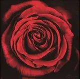 Robert Longo, Untitled (Rose), 2005, Digital pigment print on Crane Museo paper