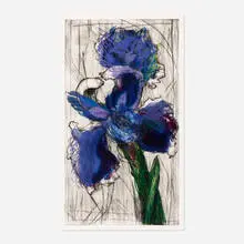William Kentridge, Dutch Iris, 1994, drypoint and aquatint in colors on BFK Rives