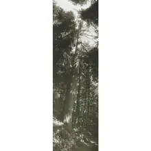 Vertical Panorama with Tree by Josef Sudek, c. 1950, gelatin silver print, sold Apr 2011
