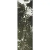 Josef Sudek, Vertical Panorama with Tree