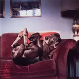 William Wegman, On Mrs. Wegman's Couch; after Courbet