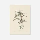 John James Audubon, Black-capped Titmouse (from The Birds of America portfolio)