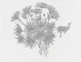 Ruth Asawa, Chrysanthemums