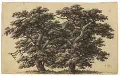 Carl Wilhelm Kolbe, Zwei Eichen, Feder in Schwarz über Bleistift auf Bütten