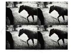 Horses by Andy Warhol, 1986, 4 Photographien, aneinandergenäht und auf schwarzen Karton montiert, sold Nov 2015