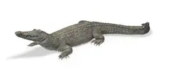 Denis Mathews, green verdigris patinated bronze life size model of a crocodile, patinated bronze