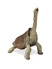 Nick Bibby: An impressive bronze model of a Rodrigues Giant Tortoise, signed Bibby and inscribed with edition number 6/10 to one foot, 122cm high x 81cm wide x 94cm deep