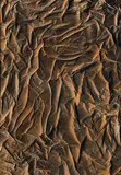 Francesco Muzzi, L'Uccellatore, 1962, Oil on canvas