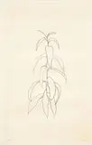 Peach Branch by Ellsworth Kelly, 1973-74, Lithograph on Arches, sold Mar 2011