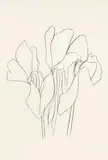 Cyclamen V by Ellsworth Kelly, 1964-65, Lithograph on Rives BFK paper, sold Mar 2011