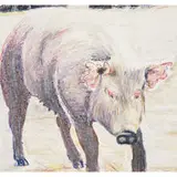 Billy Sullivan, Pink Eared Pig, 1978, pastel on paper