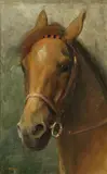 Charles Buchel, Portrait of horse, oil on canvas laid to board