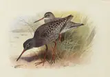 Dusky redshank by Archibald Thorburn, watercolour and gouache, sold Feb 2023