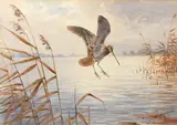 John Cyril Harrison, Snipe alighting; Garganey alighting, a pair