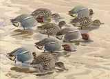 R.A. Charles Frederick Tunnicliffe O.B.E., Teal paradise, watercolour