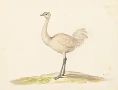 Samuel Howitt, Study of a white emu, watercolour and ink with traces of pencil
