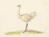 Samuel Howitt, Study of a white emu, watercolour and ink with traces of pencil