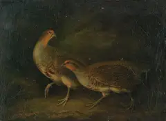 Stephen Elmer, Two partridges in the undergrowth, oil on canvas
