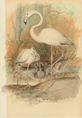Joseph Wolf, Study of flamingos, watercolour