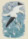R.A. Charles Frederick Tunnicliffe O.B.E., Gannets, watercolour and gouache