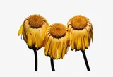 Irving Penn, Gerbera Daisy (Gerbera jamesonii 'Husky'), New York“.