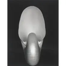 Edward Weston, Shell, gelatin silver print