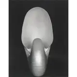 Edward Weston, Shell