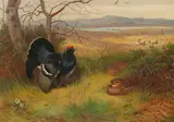 Archibald Thorburn, Blackcock and two hens in a highland landscape