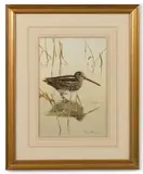 Edwin Penny, Snipe, Watercolour