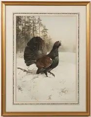 Edwin Penny, A capercailie, Watercolour