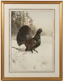 Edwin Penny, A capercailie, Watercolour