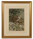 Edwin Penny, A woodcock, Watercolour