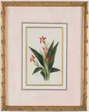 Chinese School, Botanical studies