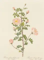Pierre-Joseph Redouté, Rosa bifera officinalis / Rosier des Parfumeurs, Print in colour
