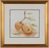 Roger Banks, Rose studies, A set of four, painted on 17th century paper from Ruben's studio