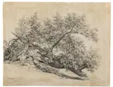 Johann Christian Reinhart, Baumstudie „Ariccia