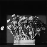 Robert Mapplethorpe, Tulips, 1983, Silbergelatineabzug, 1983