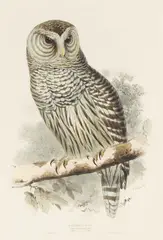 Edward Lear, A Group of Owls, from Birds of Europe, c. 1835, A group of 5 lithographs with hand-coloring on wove paper