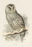 Edward Lear, A Group of Owls, from Birds of Europe