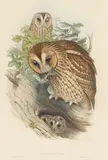 John Gould & H.C. Richter, A Group of Owls, from Birds of Europe and Birds of Great Britain, c. 1830; c. 1870, Tawny or Wood Owl - Strix aluco; Bubo maximus; Snowy Owl - Nyctea nivea; Syrnium aluco; Strix flammea (5)