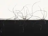 Wilhelm Sasnal, Ohne Titel, 2005, Öl auf Leinwand