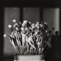 Tulips by Robert Mapplethorpe, 1983, Silbergelatineabzug, 1983, sold May 2013