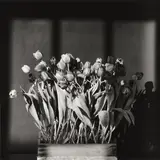 Tulips by Robert Mapplethorpe, 1983, Silbergelatineabzug, 1983, sold May 2013