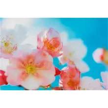 Mika Ninagawa, MN-acid bloom-03-14-B2-1, 2003, c-print mounted to Plexiglas