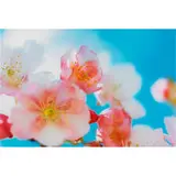 Mika Ninagawa, MN-acid bloom-03-14-B2-1, 2003, c-print mounted to Plexiglas